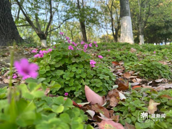 “300米见绿、500米见园”杭州将探索节能降碳新路径