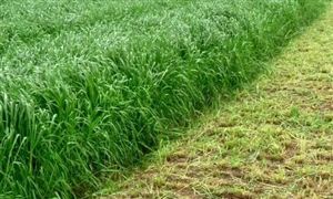 报废汽车回收行业分析行业进入高速发展期(图4)