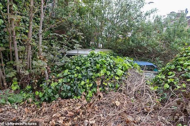 英国最乱花园曝光：“丛林”遮天蔽日、六辆废车、一艘船邻居看傻了！(图5)
