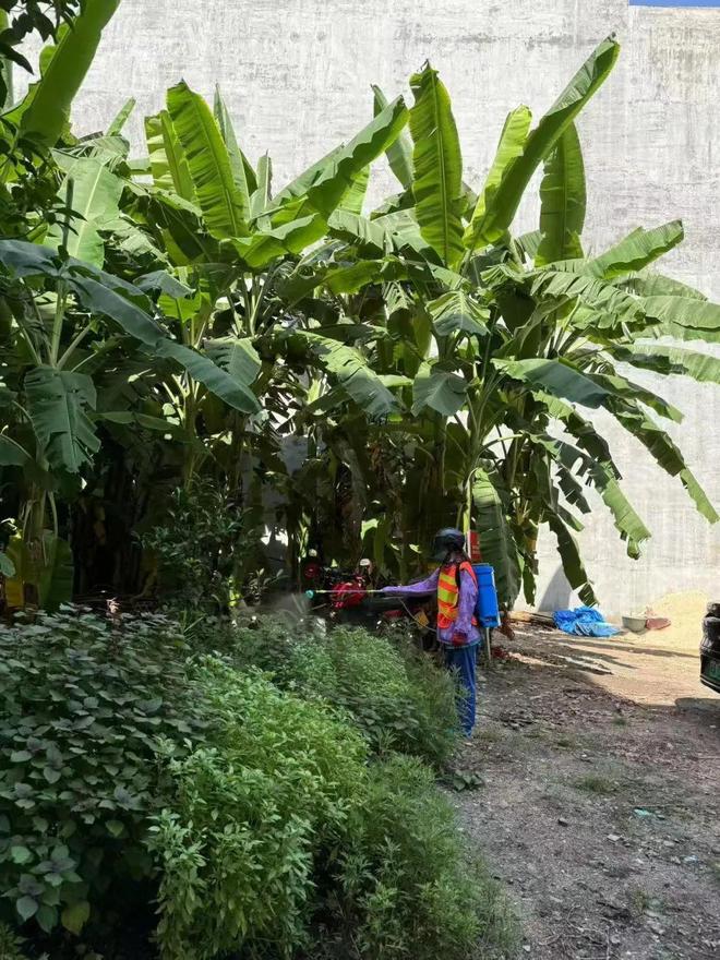 翻盆倒罐清积水、消杀打扫灭蚊虫！儋州干群齐行动→(图24)